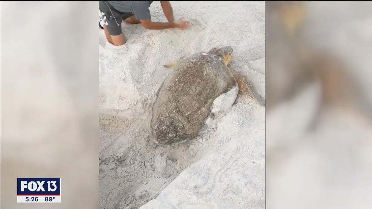 Loggerhead rescued from hole on Anna Maria beach
